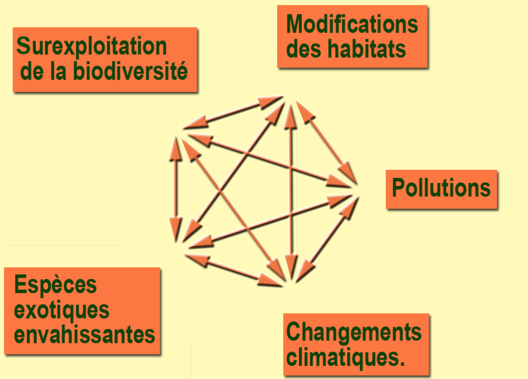Biodiversity factors